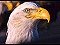 Bald Eagle Screensaver