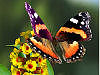 Butterflies 3D Screensaver