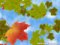 Fall Of the Leaves Screen Saver