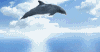 Dolphin Dreams Screensaver
