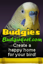 Budgies and Parakeet Care